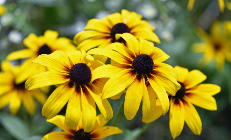 Black-Eyed Susan, in the garden