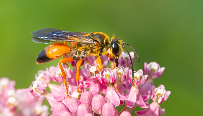 Wasp on a garden flower