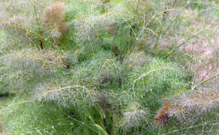 Spider-Repelling Plant