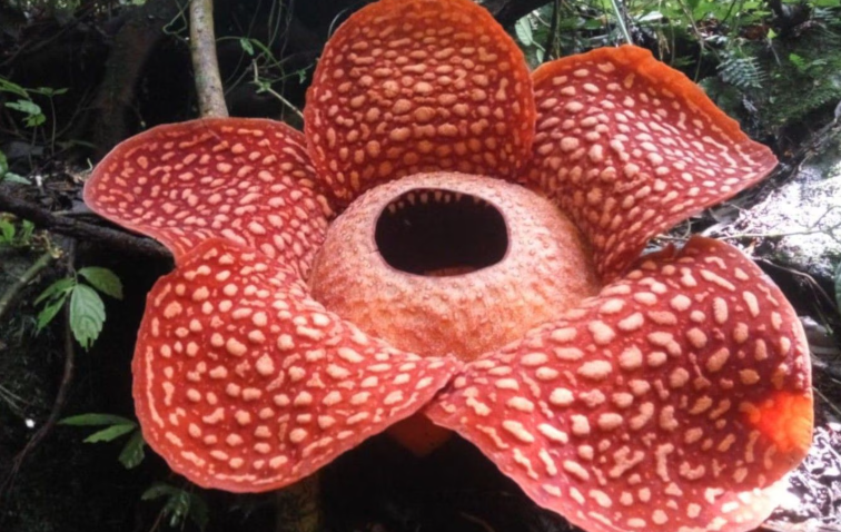 World’s Largest Flower that smell like rotten meat