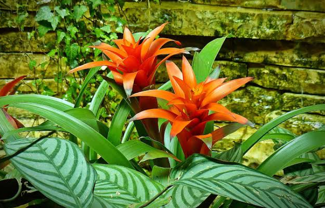 Bromeliad, the most popular mosquito attracting plant