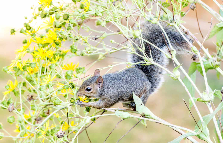 Squirrel in the yard