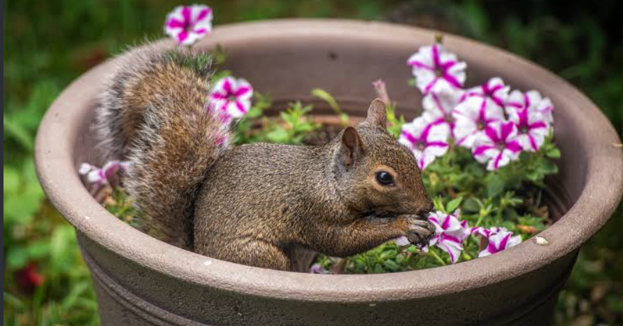 Squirrel Inside Garden Pot