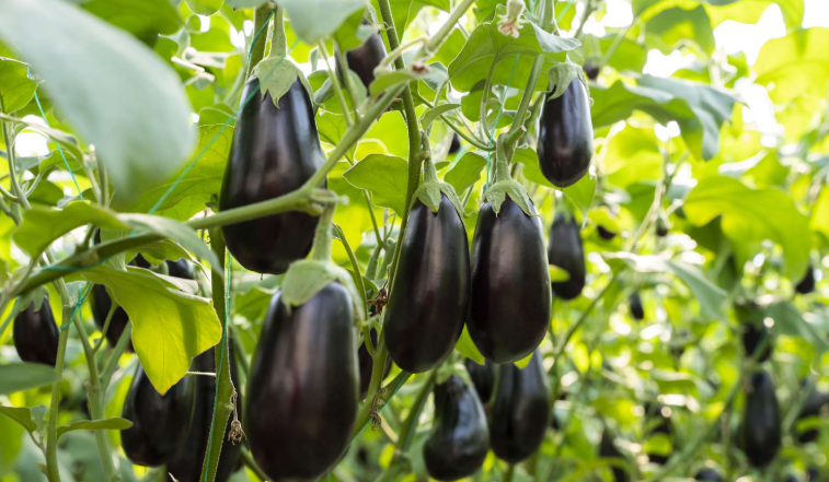 Common Variety of eggplant