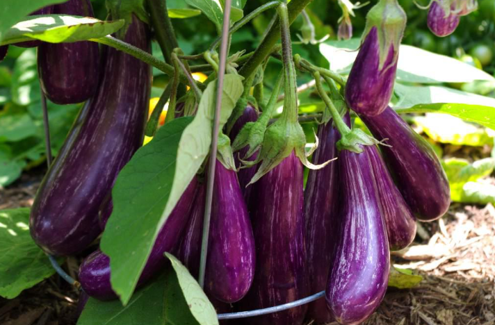 Eggplant in a garden in Florida