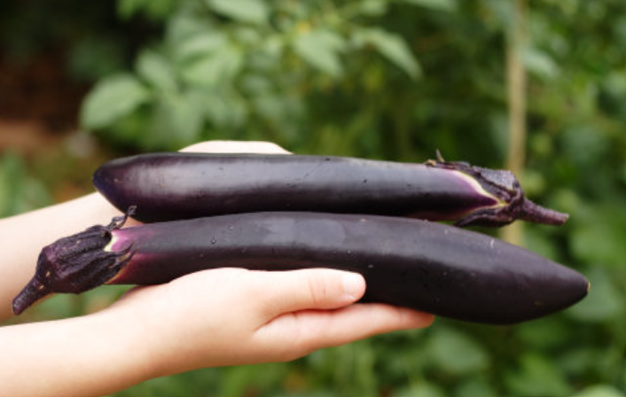 Japanese Eggplant Variety