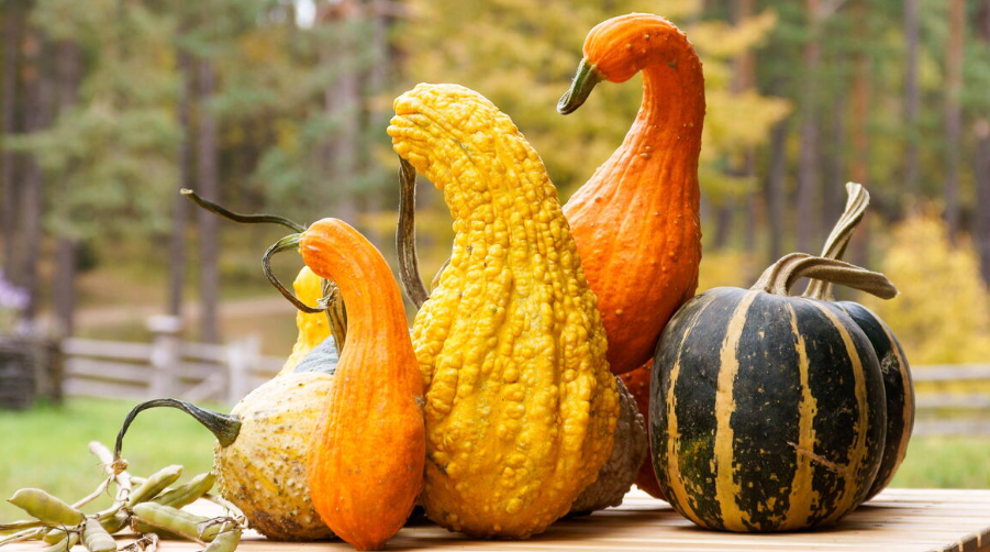 Different Types of Harvested Gourds