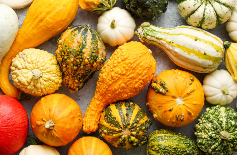 Different Varieties of Harvested Gourd