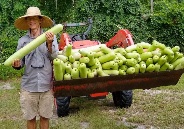 Harvested Edible Gourds