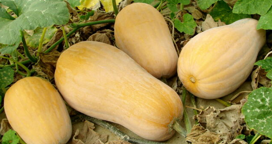 Edible Gourds in a garden in Florida
