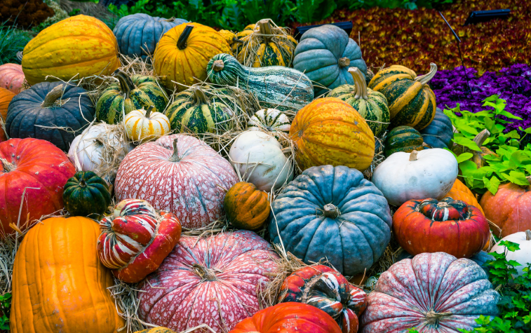 Different Types of Harvested  Pumpkins
