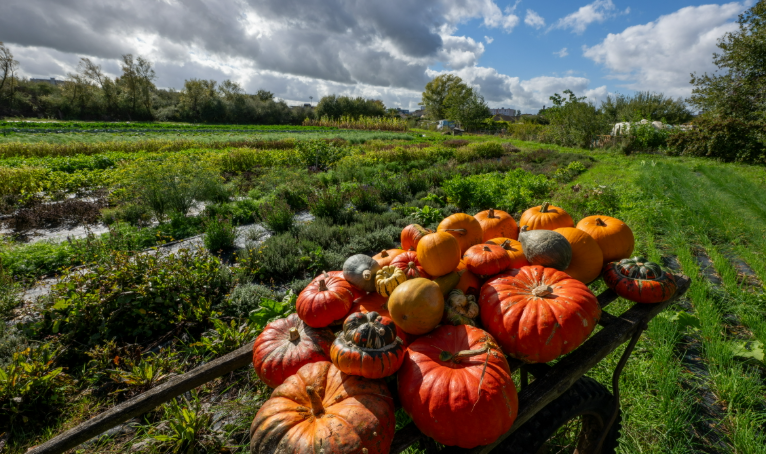 Harvested Pumpkins in Florida