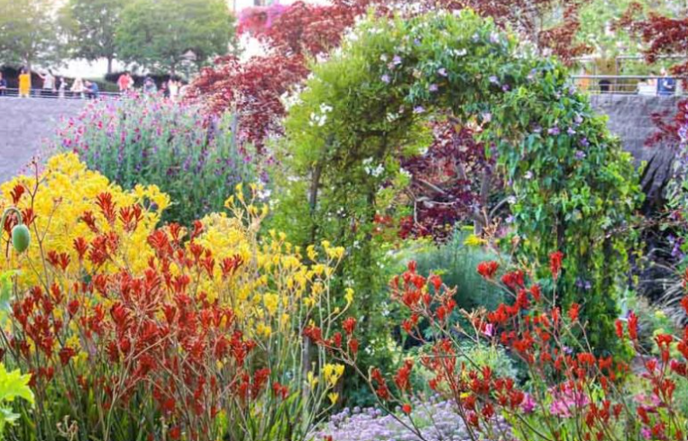 Anigozanthos (Kangaroo Paw)