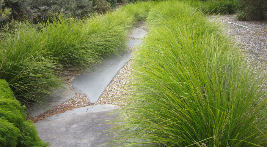 Lomandra grass