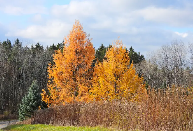 Tamarack Tree in the landscape