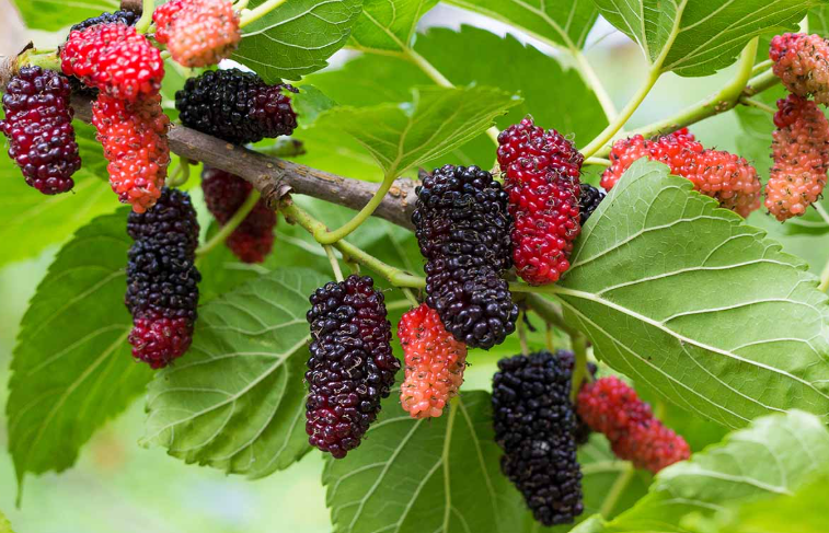 Mulberry tree