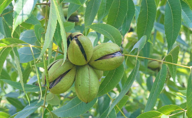 Pecan Trees in the landscape