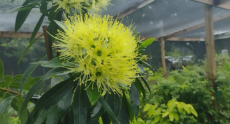 Golden Penda Tree In Australian Garden