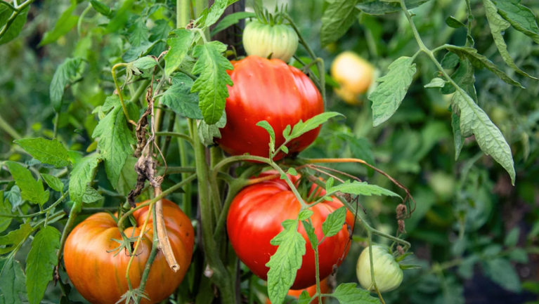 40-types-of-heirloom-tomatoes-varieties-with-pictures