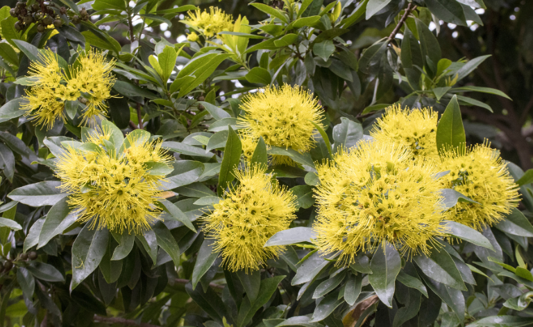 Golden Penda tree in the yard