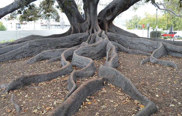Moreton Bay Fig: Characteristics, Uses & Cultivation