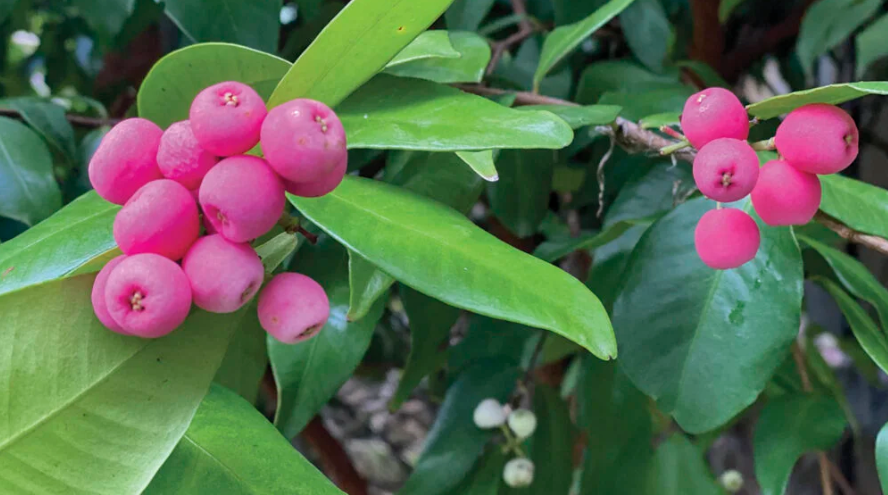 Lilly pilly plant in an australian garden