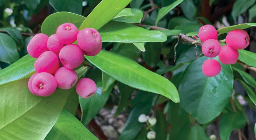 edible Lilly Pilly