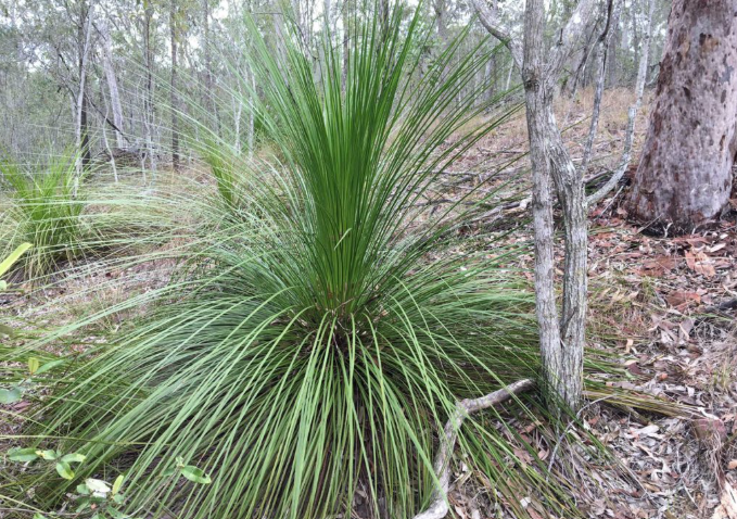 Grass trees