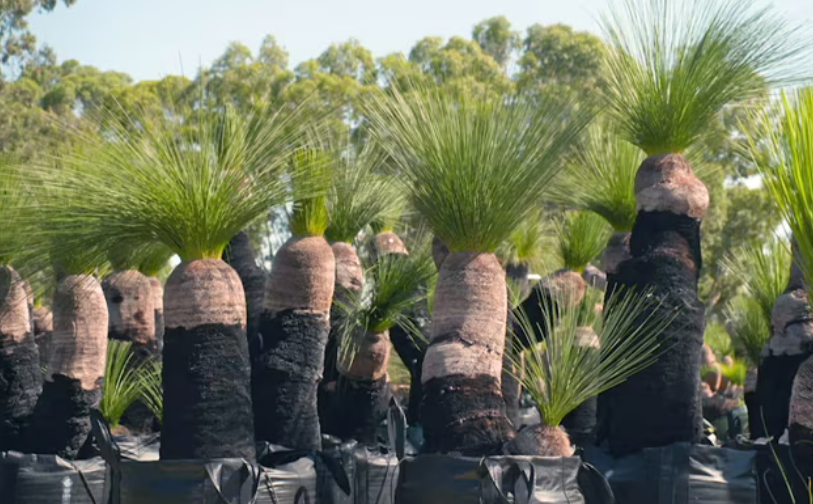 Grass trees