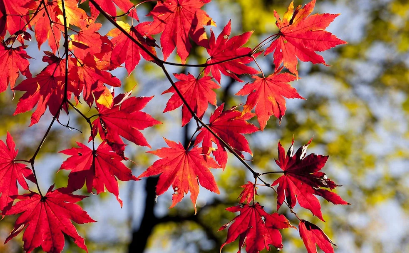 Maple Tree Leaves