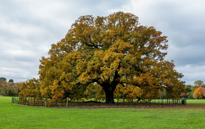 Oak Tree in a landscape in florida