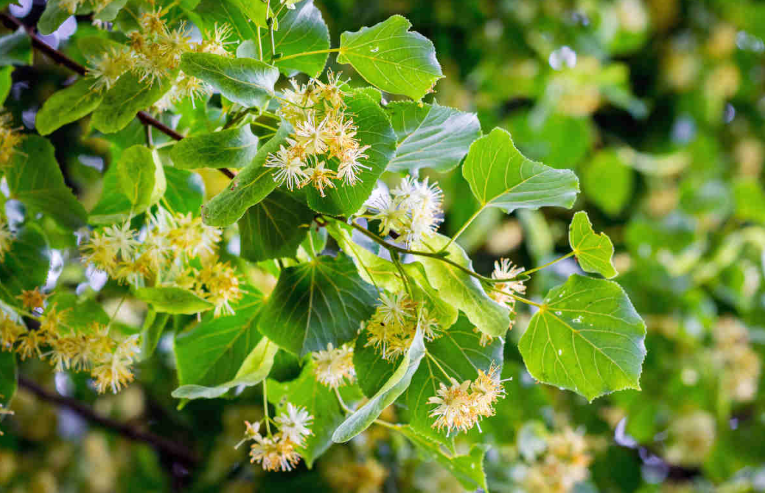 Basswood tree leaves