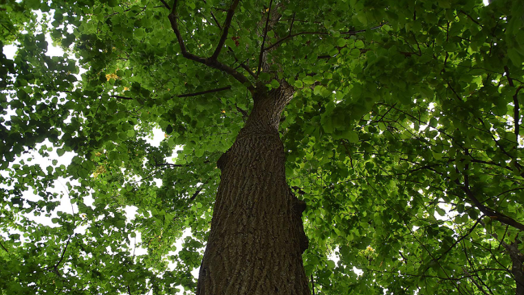 Basswood tree in ohio