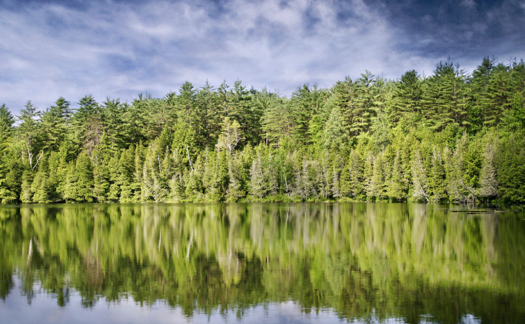 Canadian boreal forest 