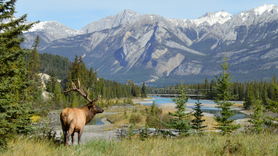 The boreal forest in Canada