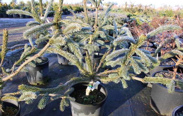 Engelmann Spruce (Picea engelmannii) in texas