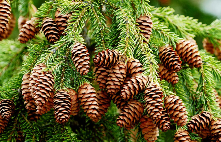Engelmann spruce cones