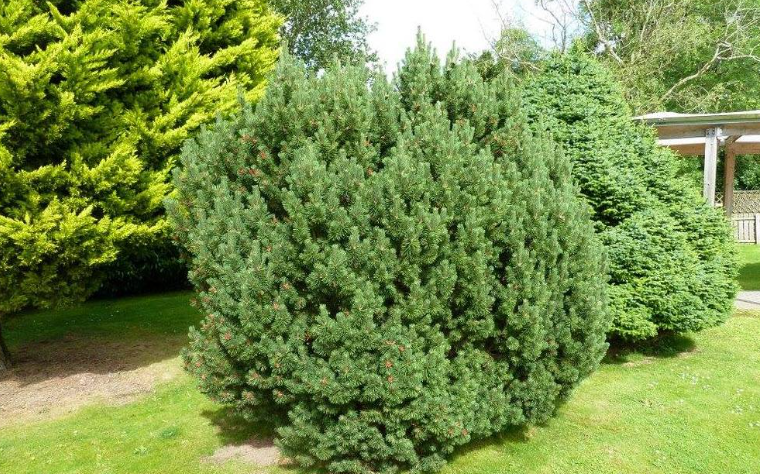 Serbian Spruce (Picea omorika) in texas