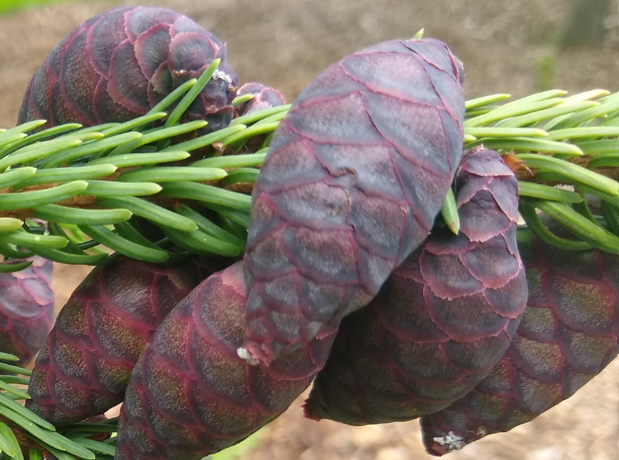 Serbian Spruce (Picea omorika) Cones