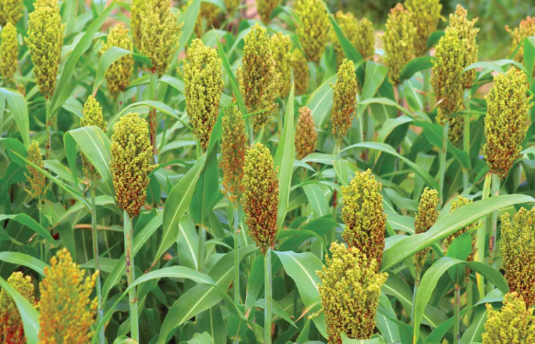 Sorghum plant with mature grain heads