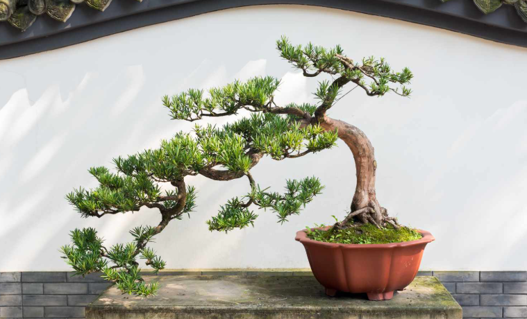 Small bonsai tree growing in a pot