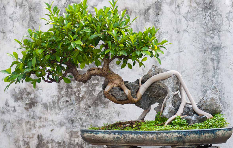 Traditional bonsai tree displayed in a pot
