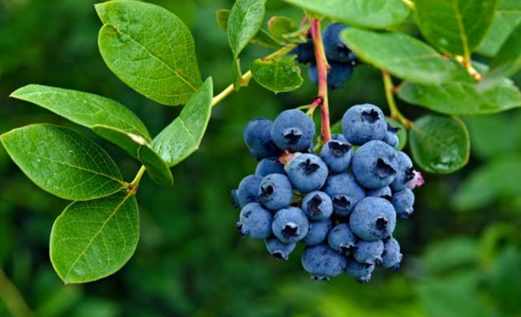 Blueberries ripening on a blueberry plant
