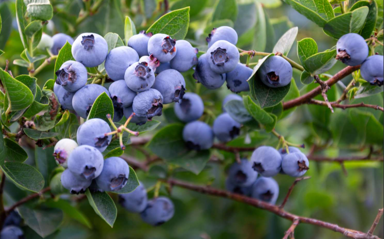 Fresh blueberry clusters on a fruiting blueberry bush