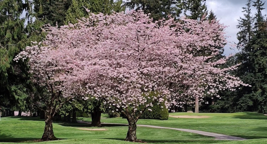 Akebono cherry tree in a residential landscape