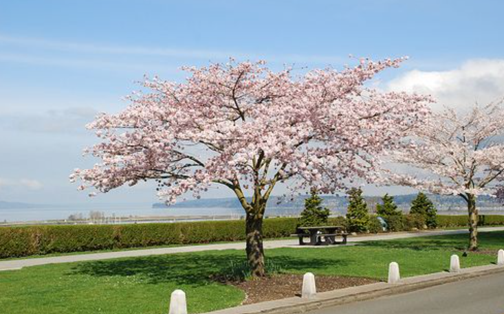 Akebono Yoshino cherry tree with pink-white blossoms in a garden