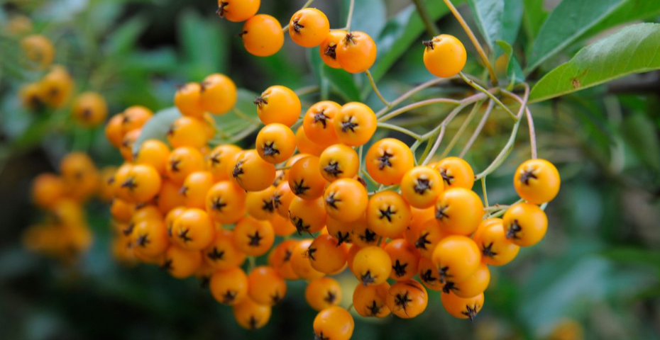 Shrub covered with golden-yellow berries