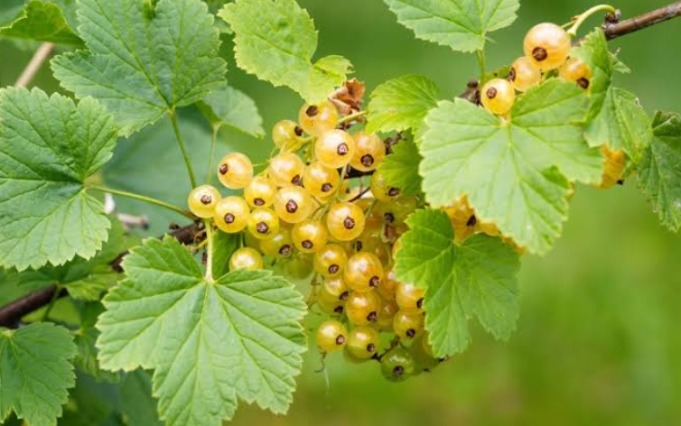 Yellow-berried shrub growing in a garden landscape
