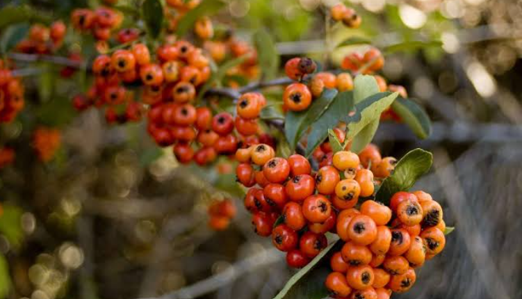 Shrubs with orange berries