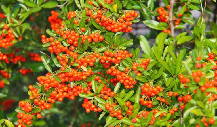 Shrubs with orange berries